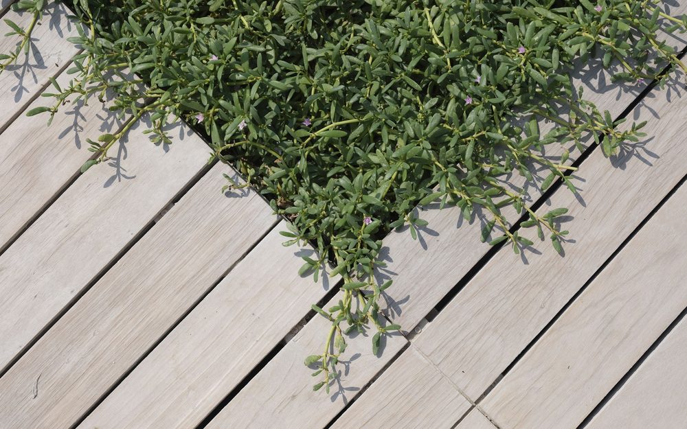 Close-up of light gray deck boards laid on a diagonal with a green plant spilling over them