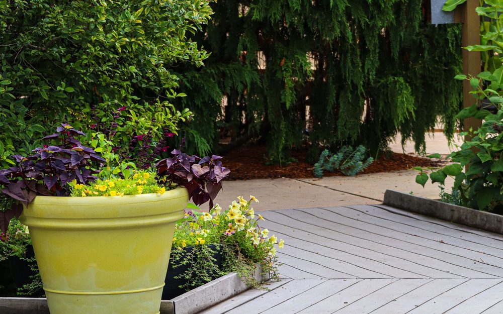 Low gray deck with boards laid in a herringbone pattern beside a yellow planter, shrubs and tall evergreens